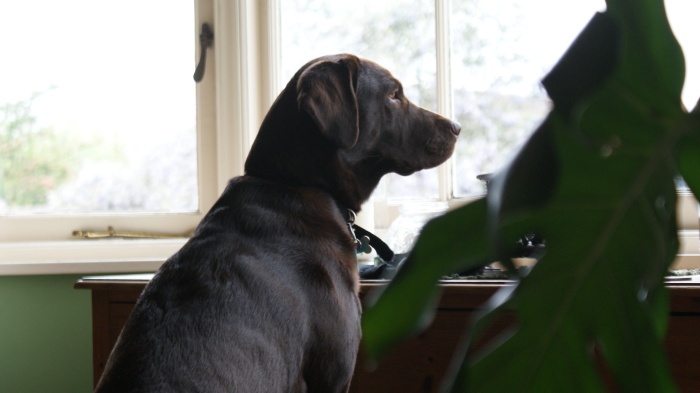 Wispa looking out the window