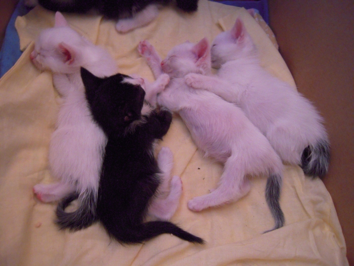 Maisi (right) with Lola (left) and their brothers as kittens.