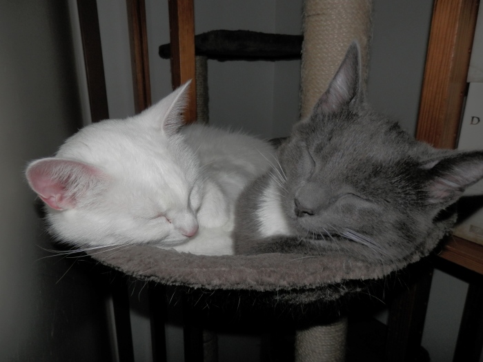 Lola and Sisu napping together!